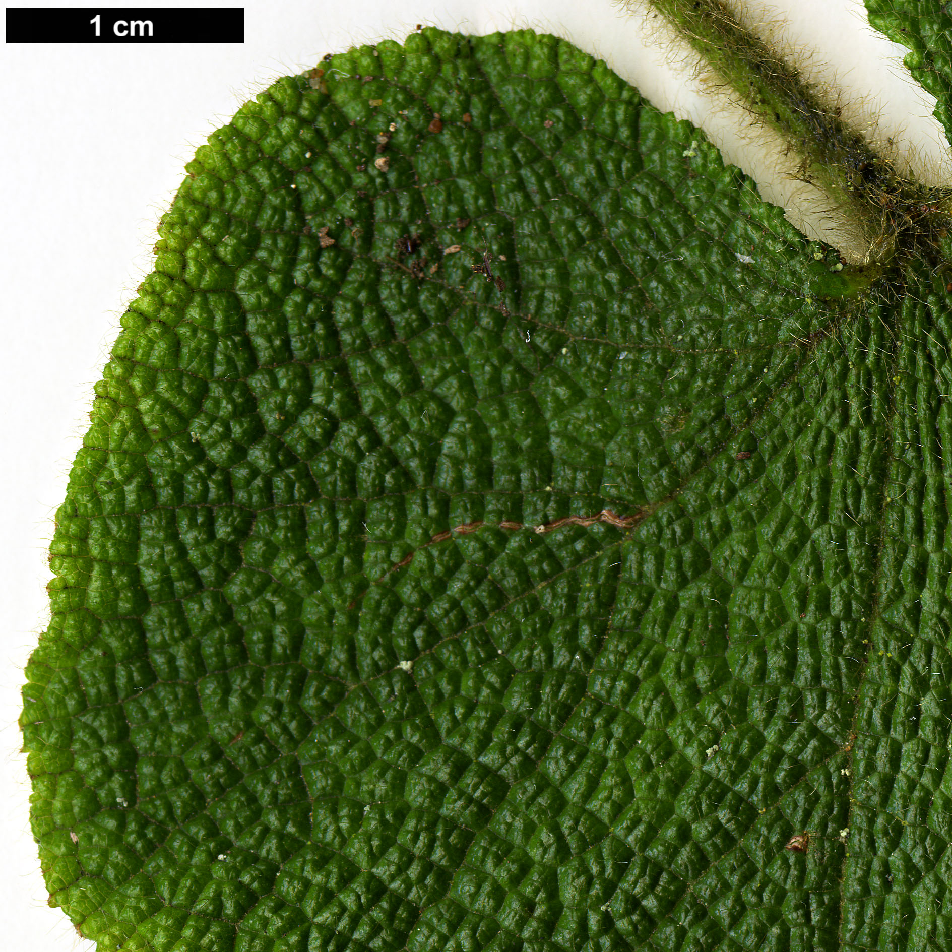 High resolution image: Family: Rosaceae - Genus: Rubus - Taxon: maoershanensis High resolution image: Family: Rosaceae - Genus: Rubus - Taxon: maoershanensis